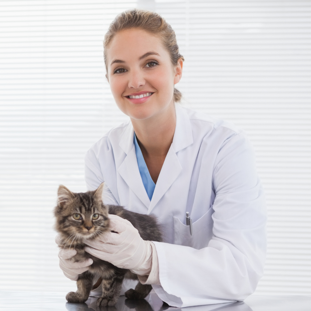 Dr. Schneider (Tierarzt):